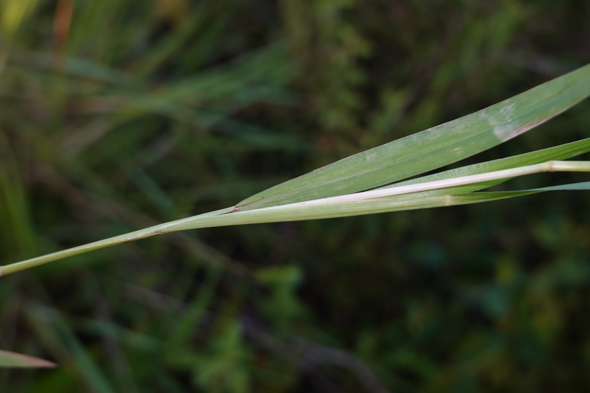 Setaria parviflora (Poir.) Kerguélen - Photo Bivouac Naturaliste
