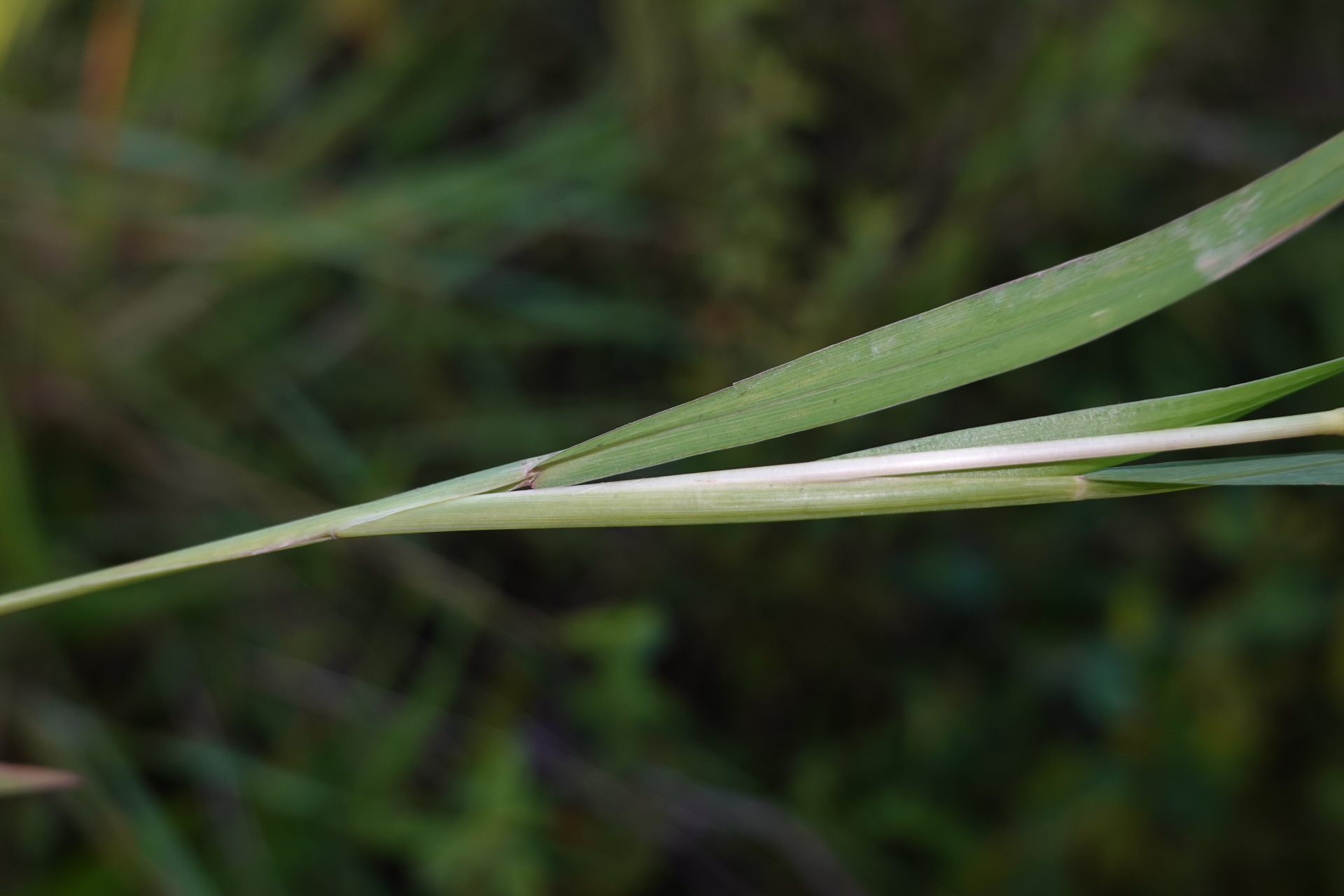 Setaria parviflora (Poir.) Kerguélen - Photo Bivouac Naturaliste