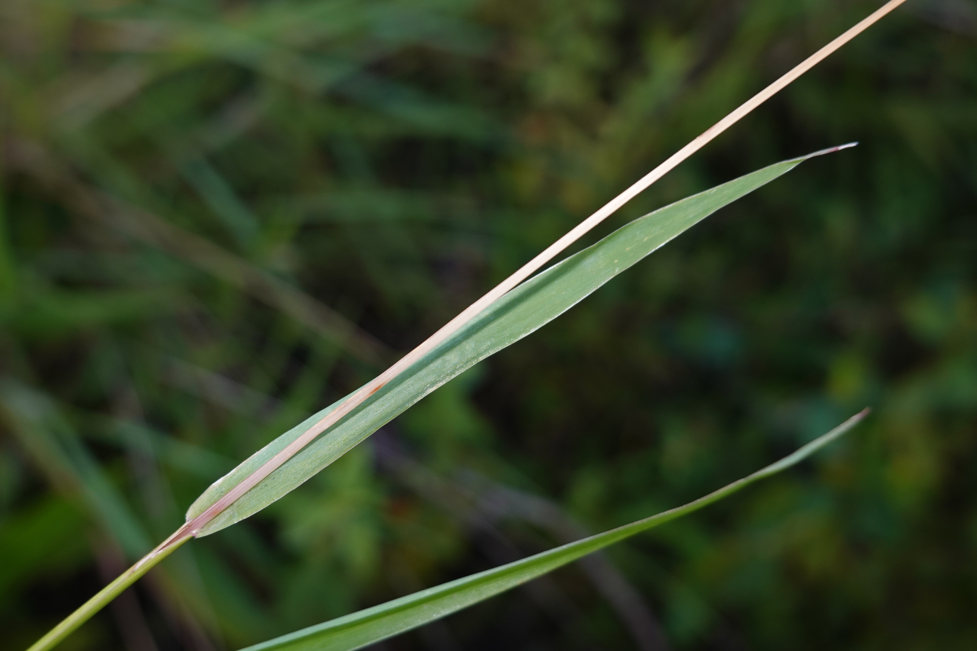 Setaria parviflora (Poir.) Kerguélen - Photo Bivouac Naturaliste