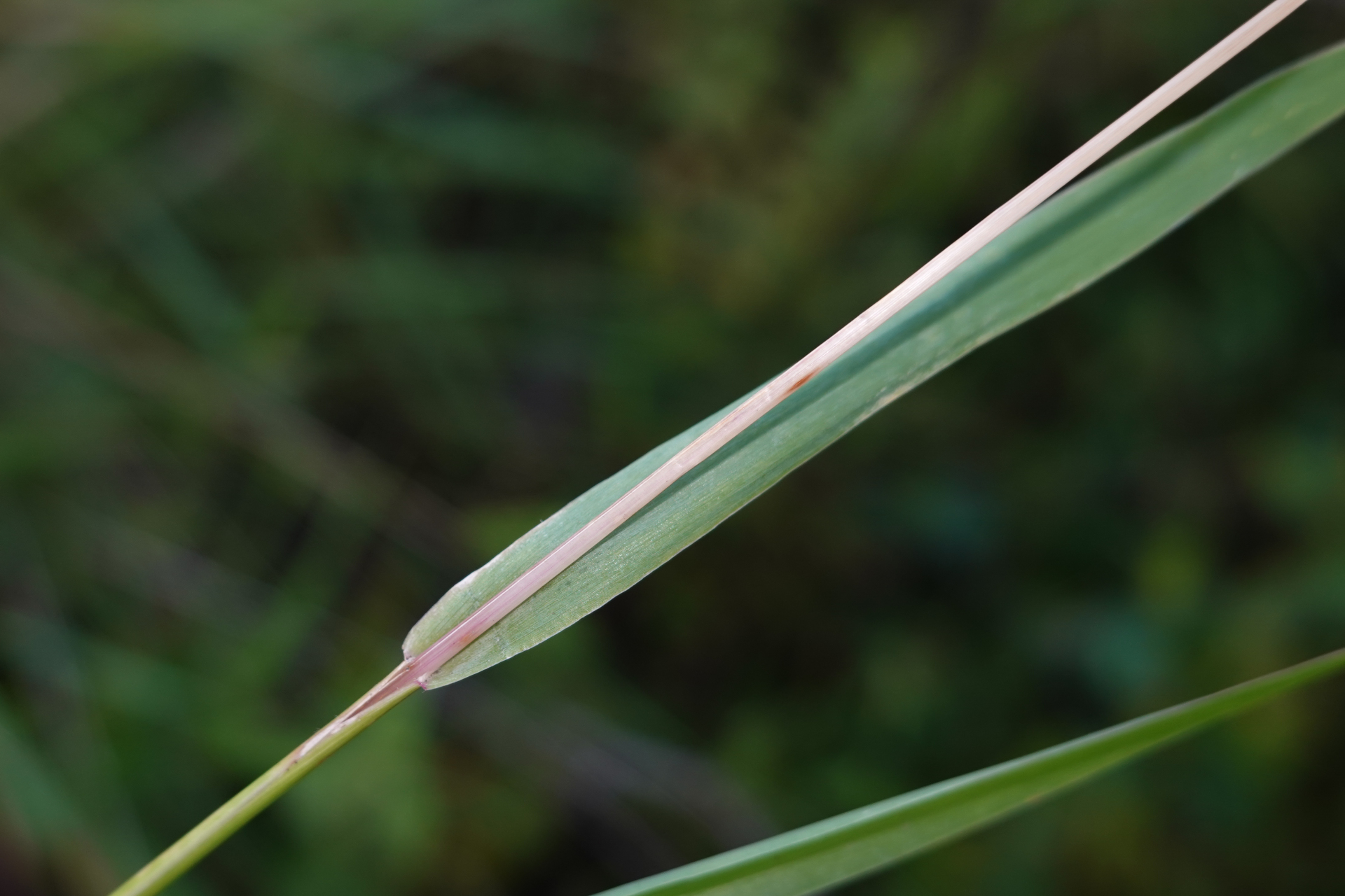 Setaria parviflora (Poir.) Kerguélen - Photo Bivouac Naturaliste