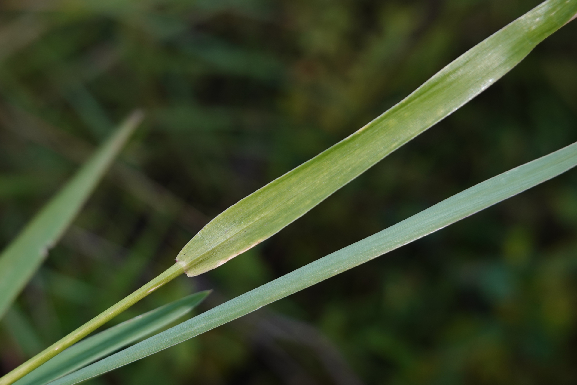 Setaria parviflora (Poir.) Kerguélen - Photo Bivouac Naturaliste