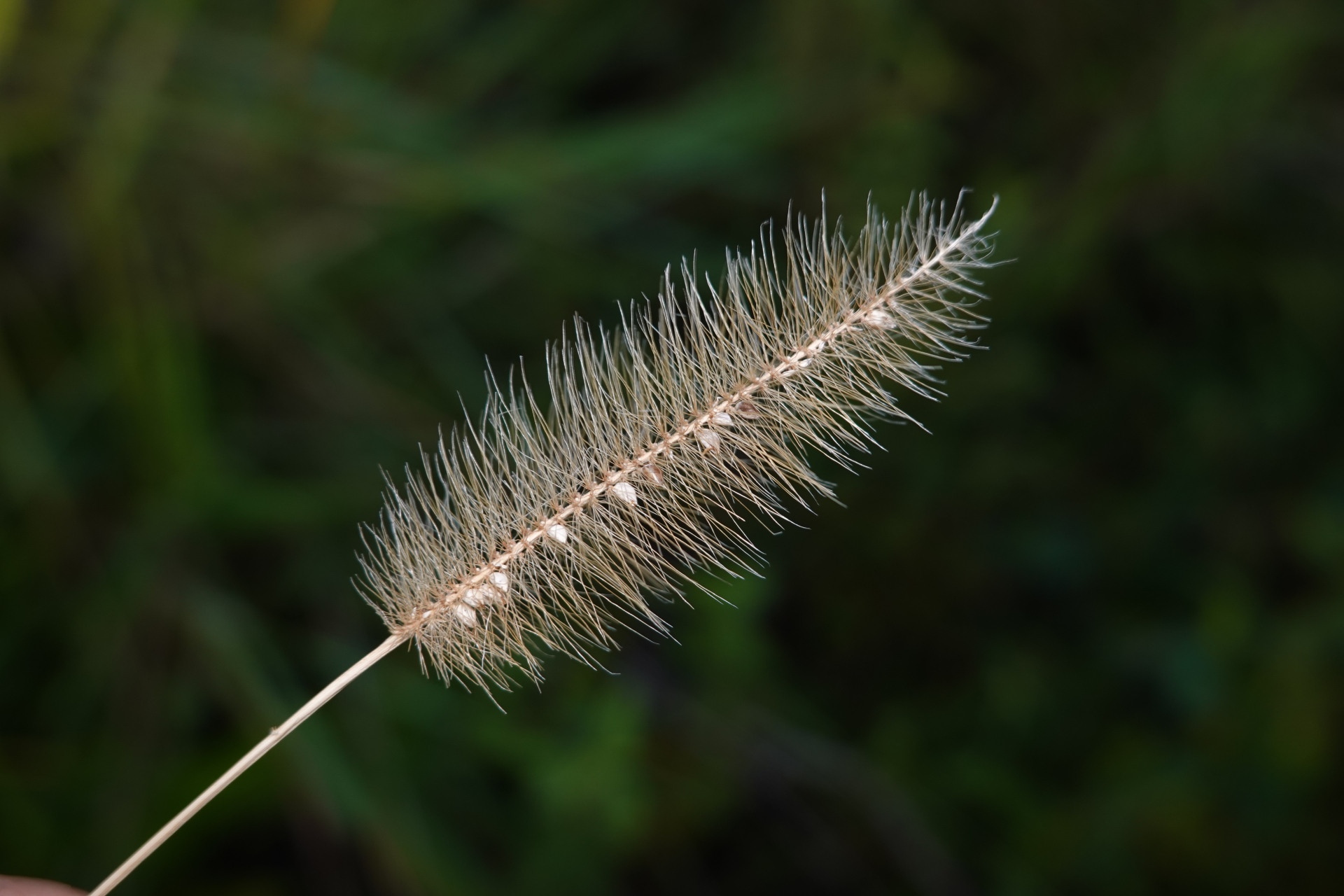 Setaria parviflora (Poir.) Kerguélen - Photo Bivouac Naturaliste