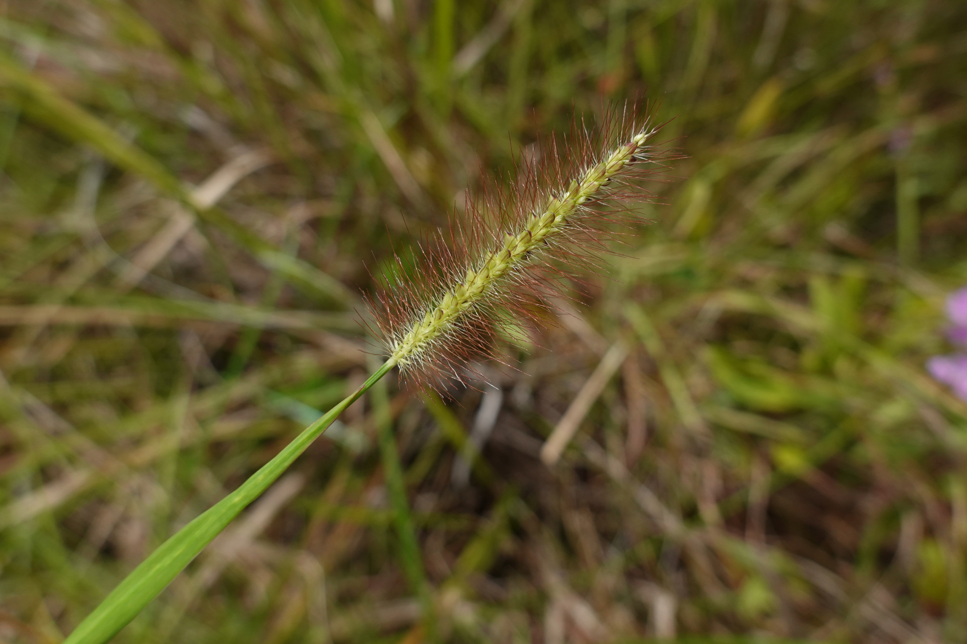 Setaria parviflora (Poir.) Kerguélen - Photo Bivouac Naturaliste