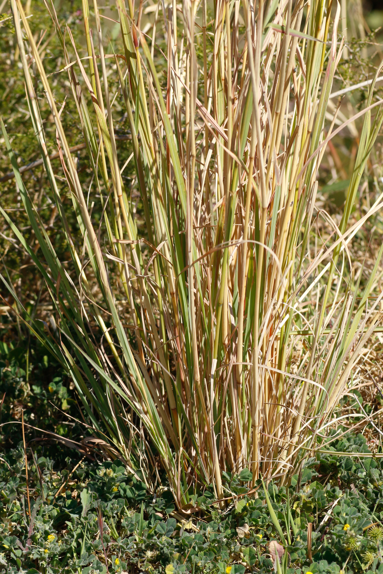 Hyparrhenia hirta (L.) Stapf - Photo Bivouac Naturaliste