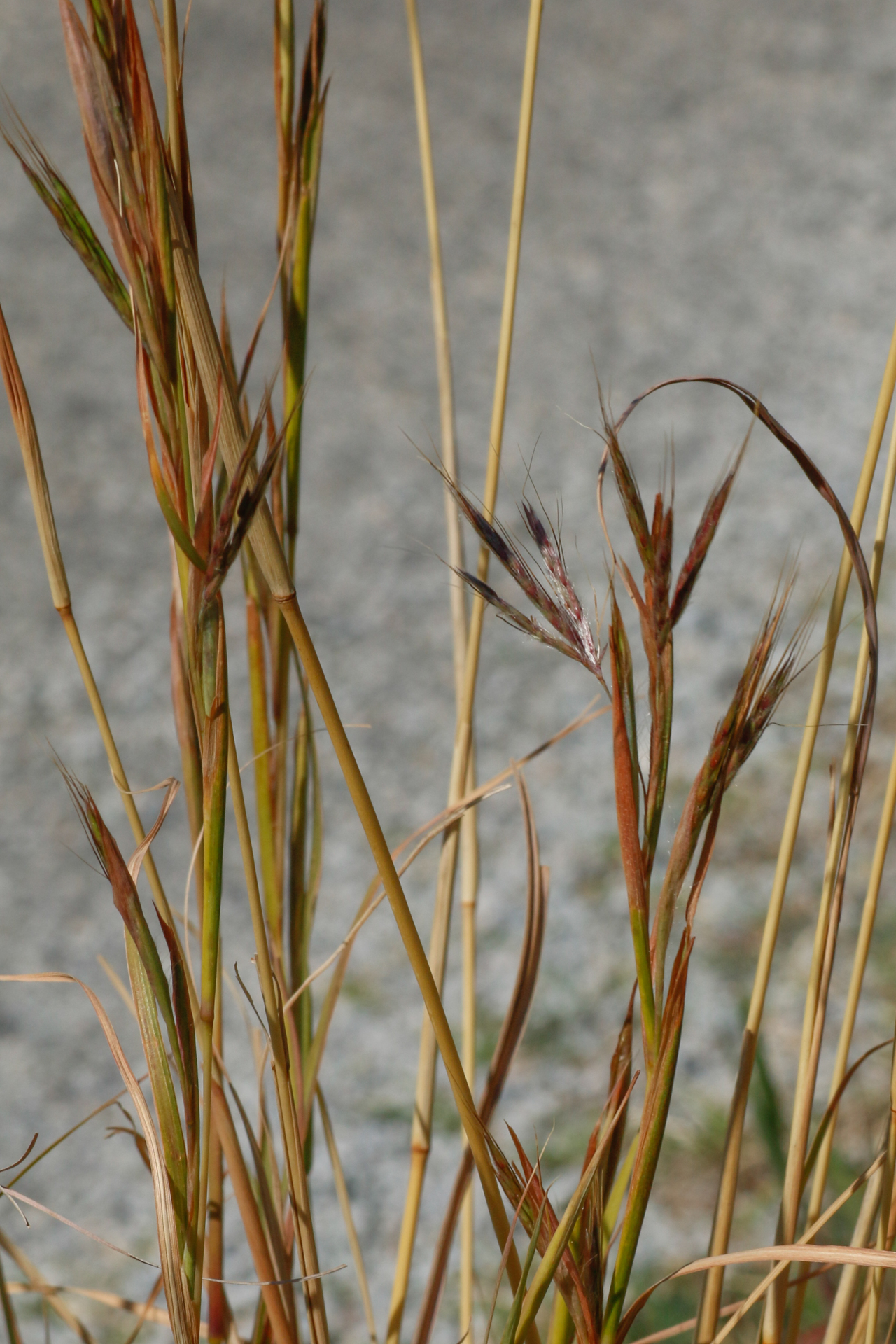 Hyparrhenia hirta (L.) Stapf - Photo Bivouac Naturaliste