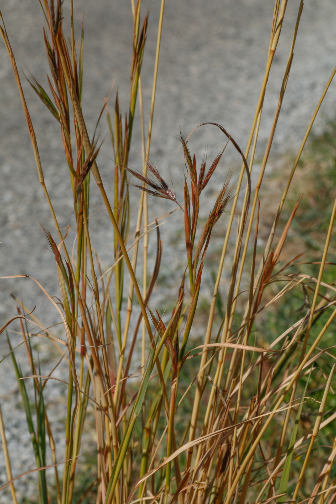 Hyparrhenia hirta (L.) Stapf - Photo Bivouac Naturaliste