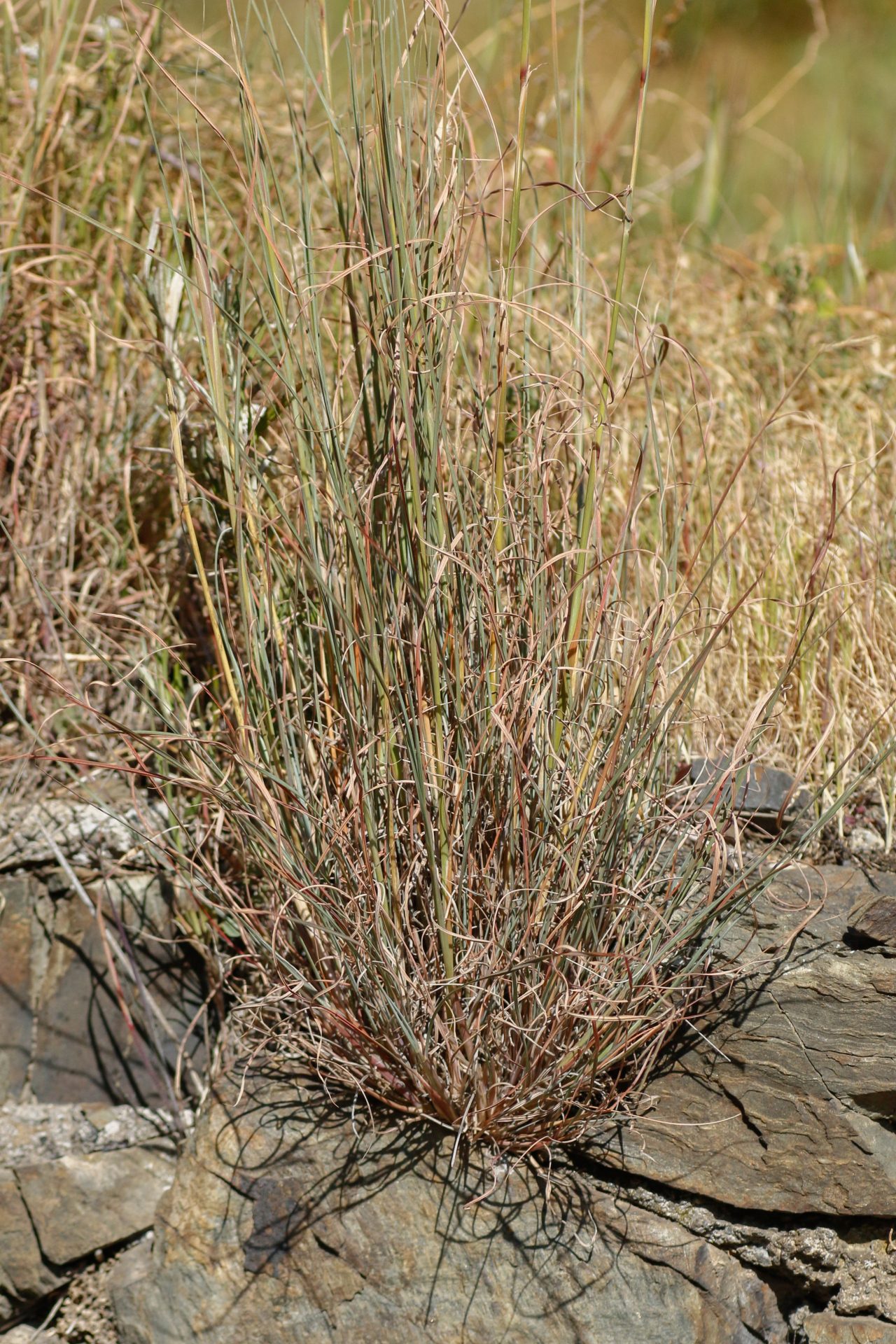 Hyparrhenia hirta (L.) Stapf - Photo Bivouac Naturaliste