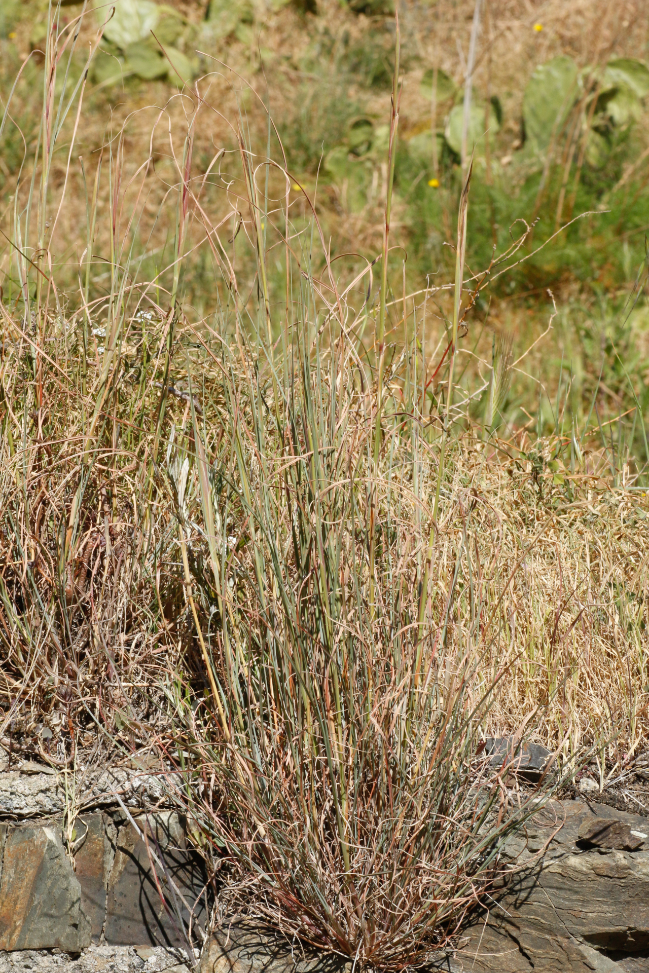 Hyparrhenia hirta (L.) Stapf - Photo Bivouac Naturaliste