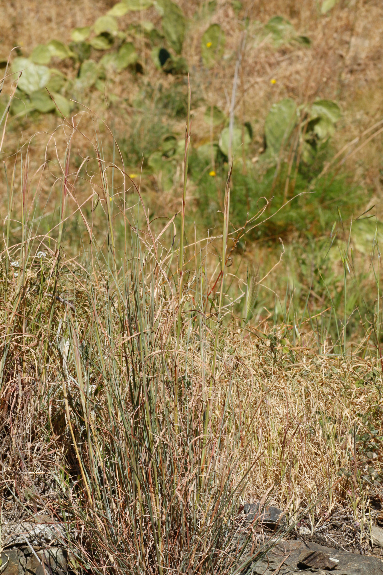 Hyparrhenia hirta (L.) Stapf - Photo Bivouac Naturaliste