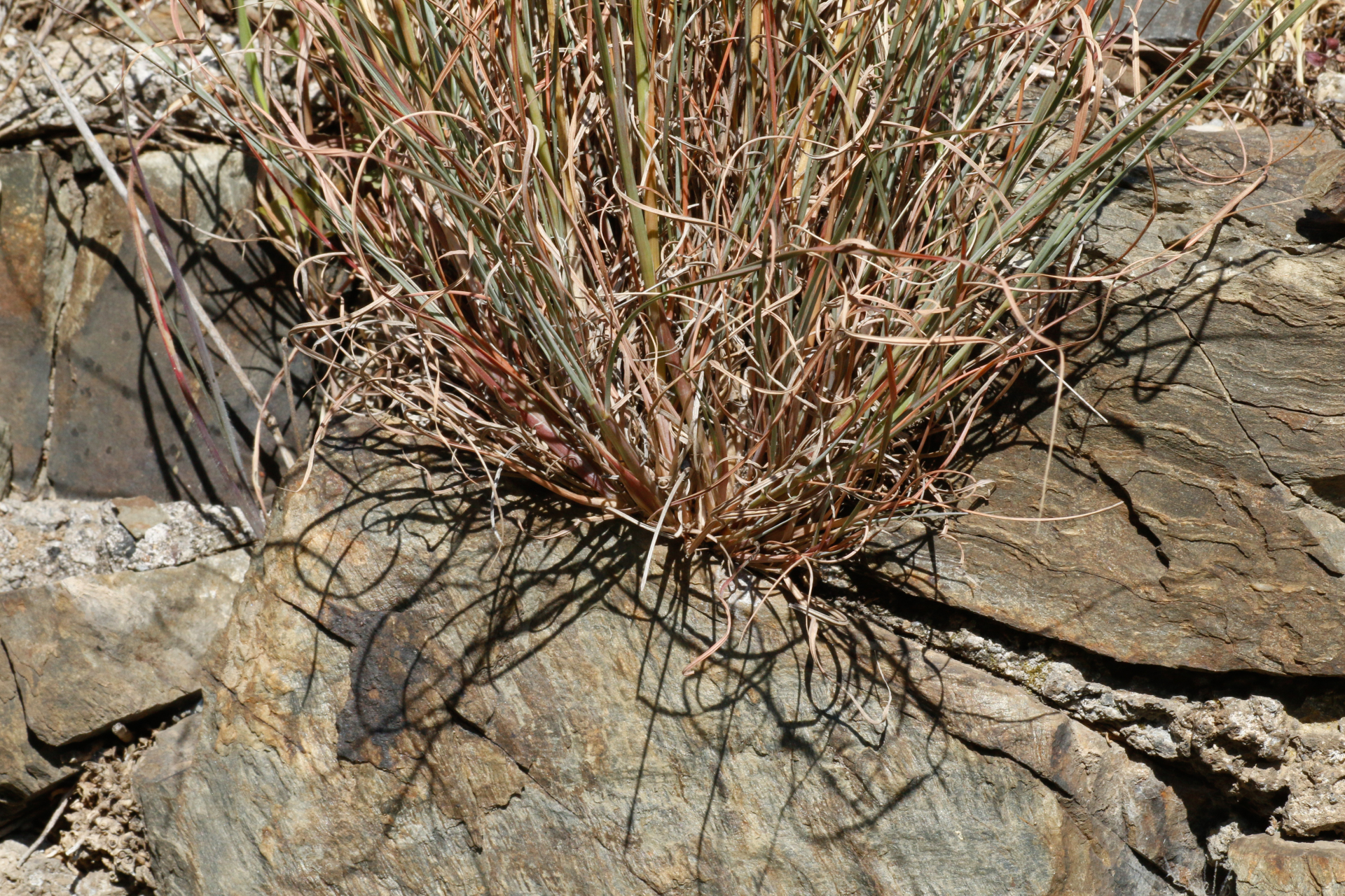 Hyparrhenia hirta (L.) Stapf - Photo Bivouac Naturaliste