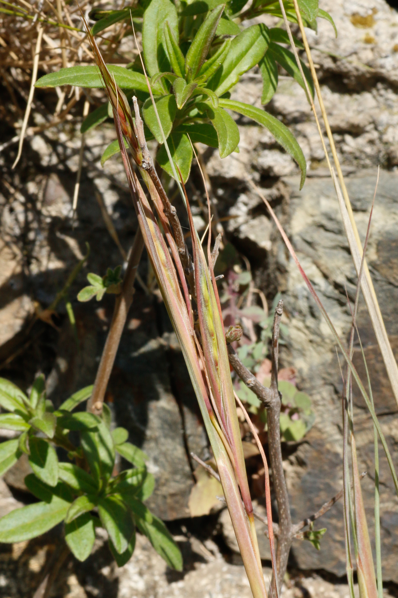 Hyparrhenia hirta (L.) Stapf - Photo Bivouac Naturaliste