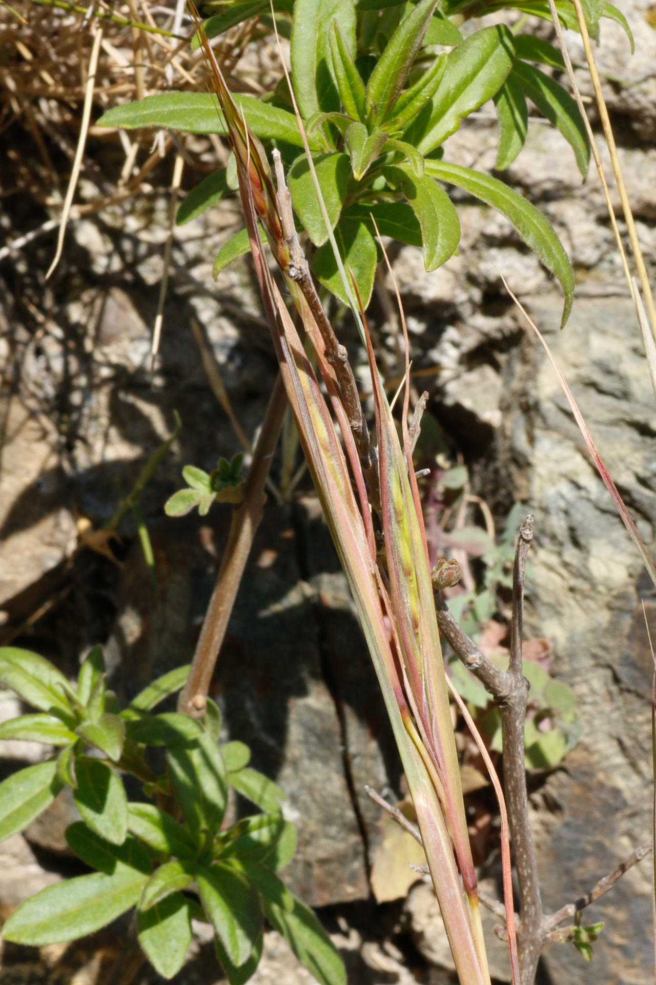 Hyparrhenia hirta (L.) Stapf - Photo Bivouac Naturaliste