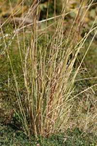 Hyparrhenia hirta (L.) Stapf