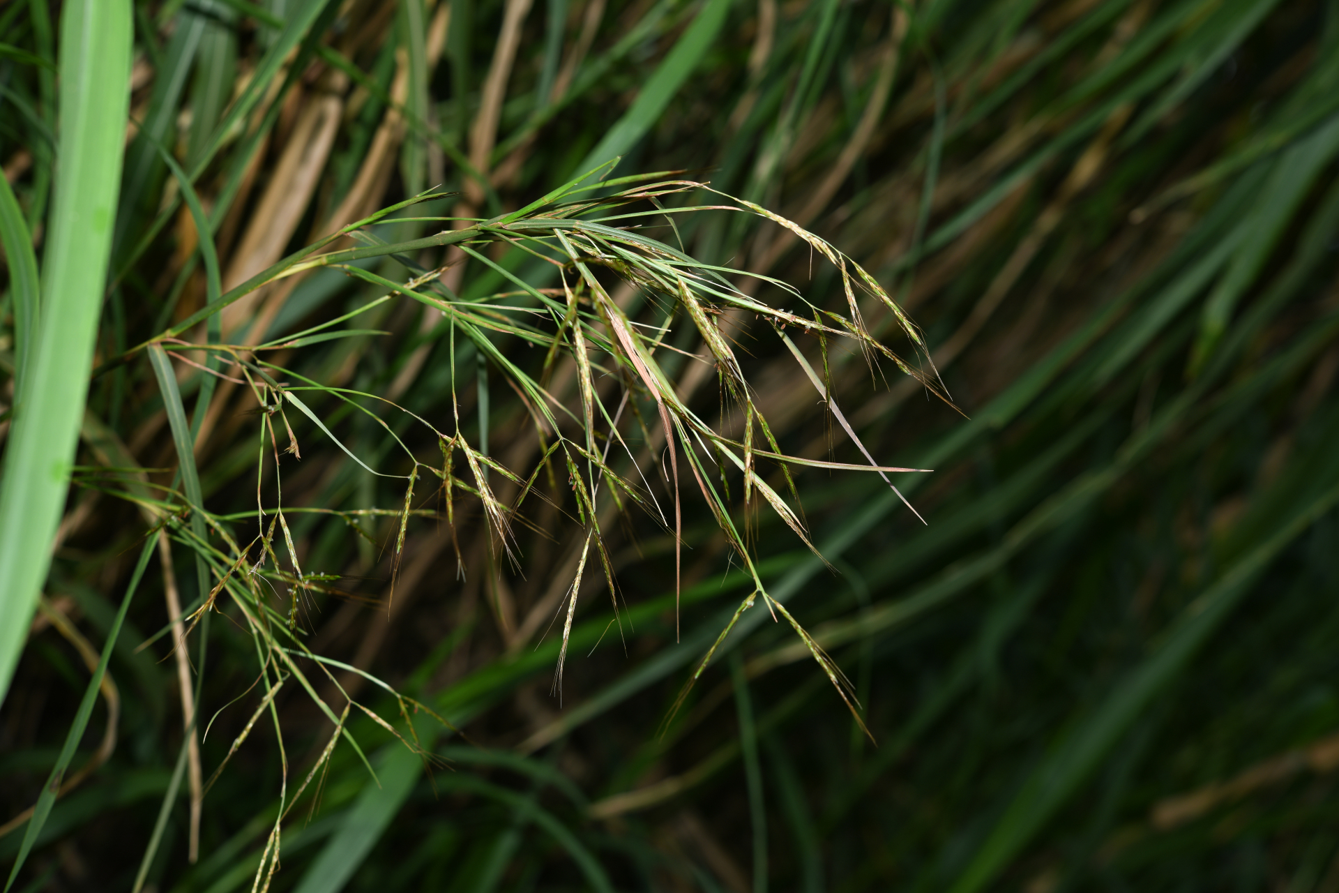 Hyparrhenia rufa (Nees) Stapf - Photo Bivouac Naturaliste
