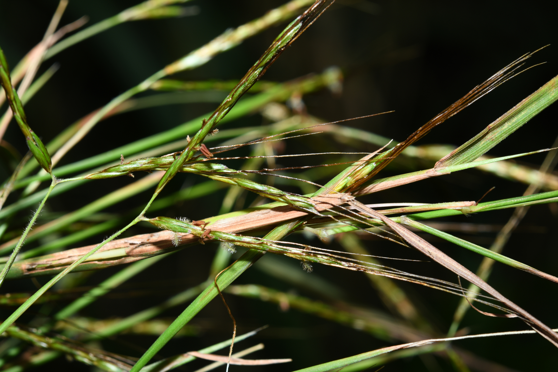 Hyparrhenia rufa (Nees) Stapf - Photo Bivouac Naturaliste