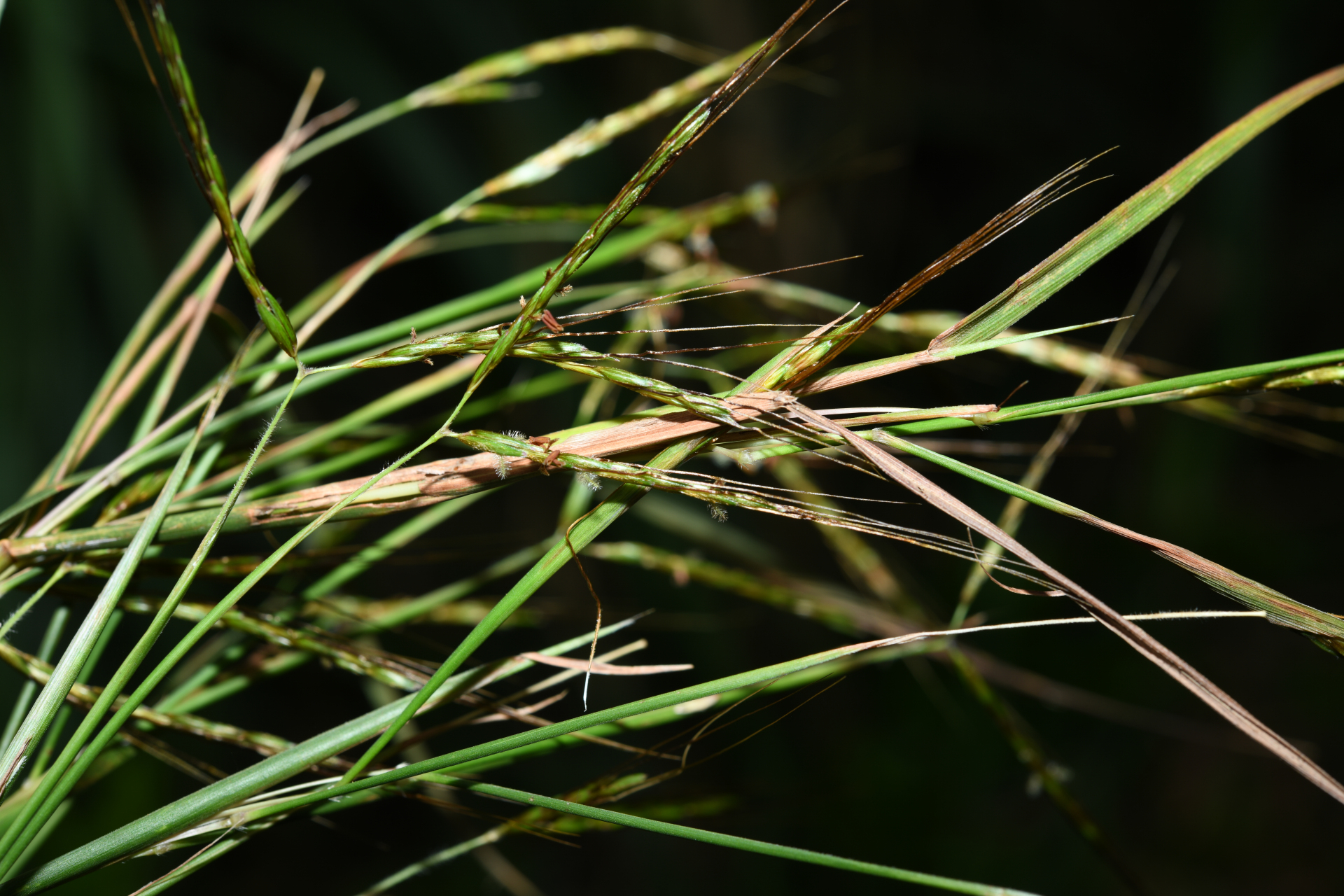 Hyparrhenia rufa (Nees) Stapf - Photo Bivouac Naturaliste