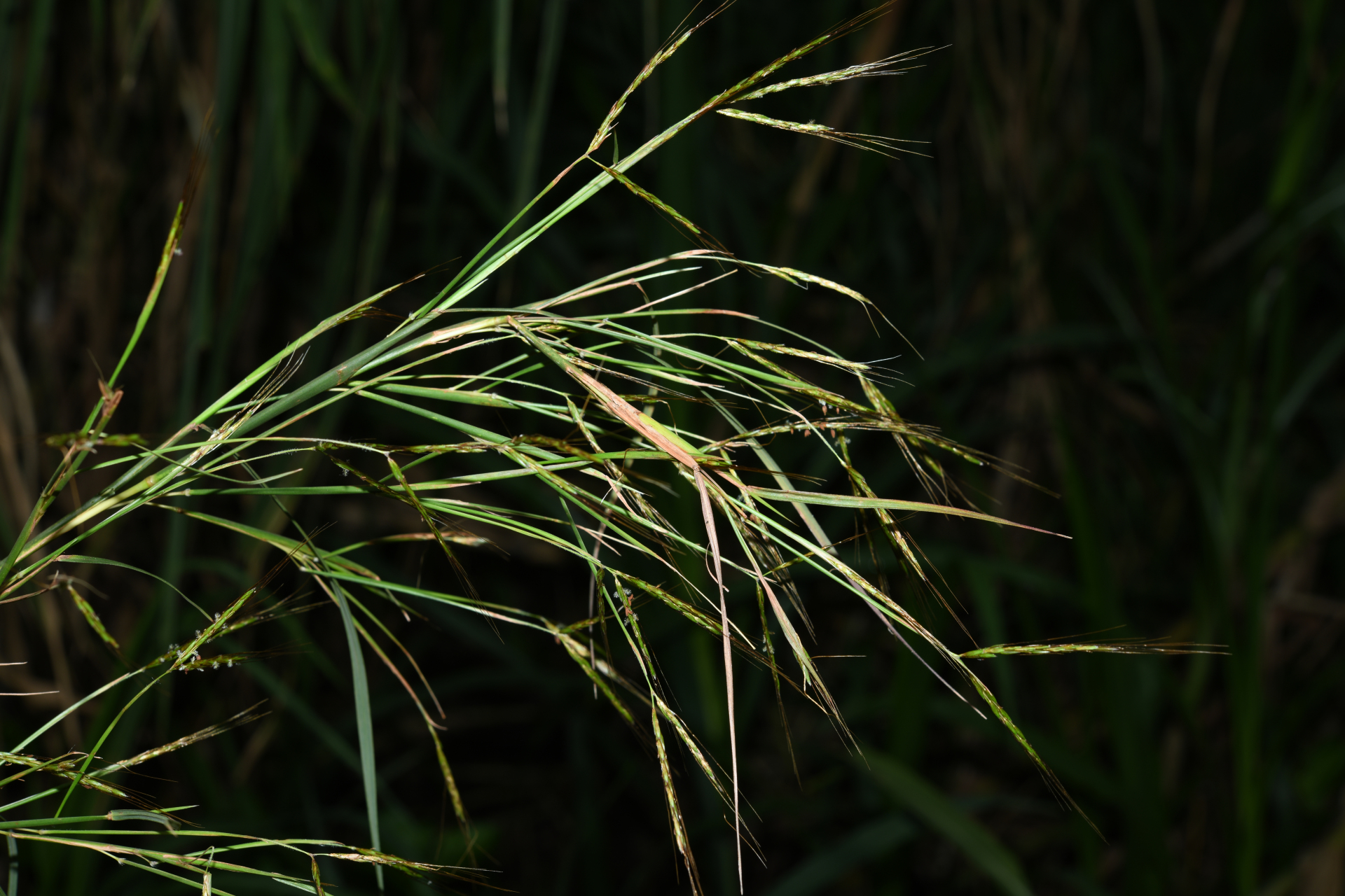 Hyparrhenia rufa (Nees) Stapf - Photo Bivouac Naturaliste