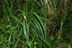 Hyparrhenia rufa (Nees) Stapf