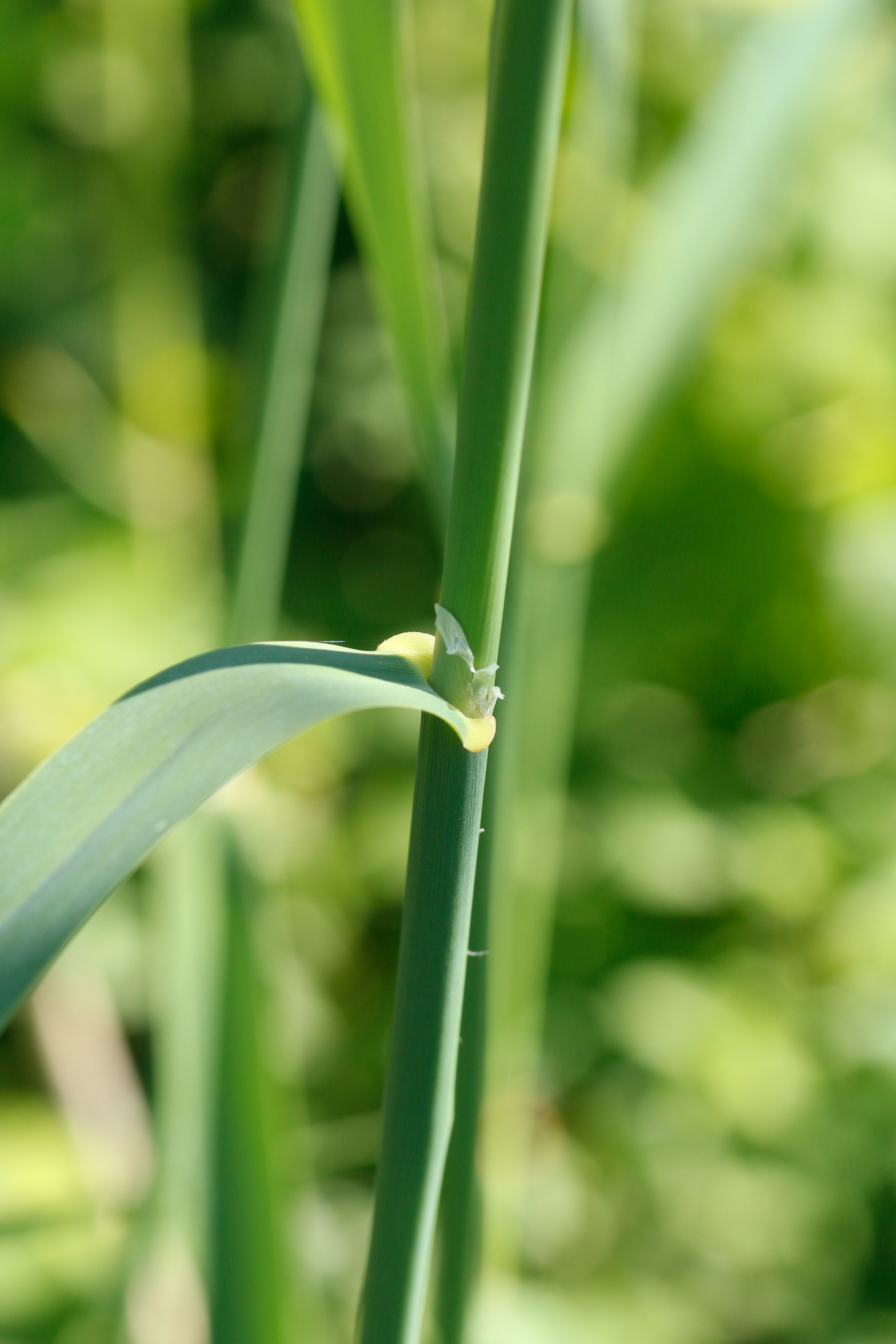 Phalaris arundinacea L. - Photo Bivouac Naturaliste