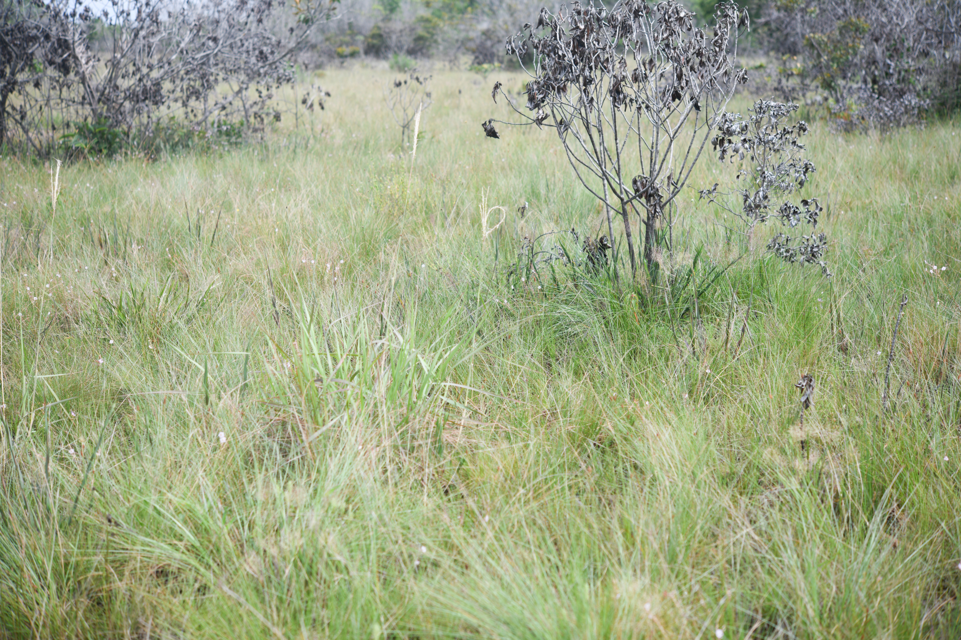 Trachypogon spicatus (L.f.) Kuntze - Photo Bivouac Naturaliste