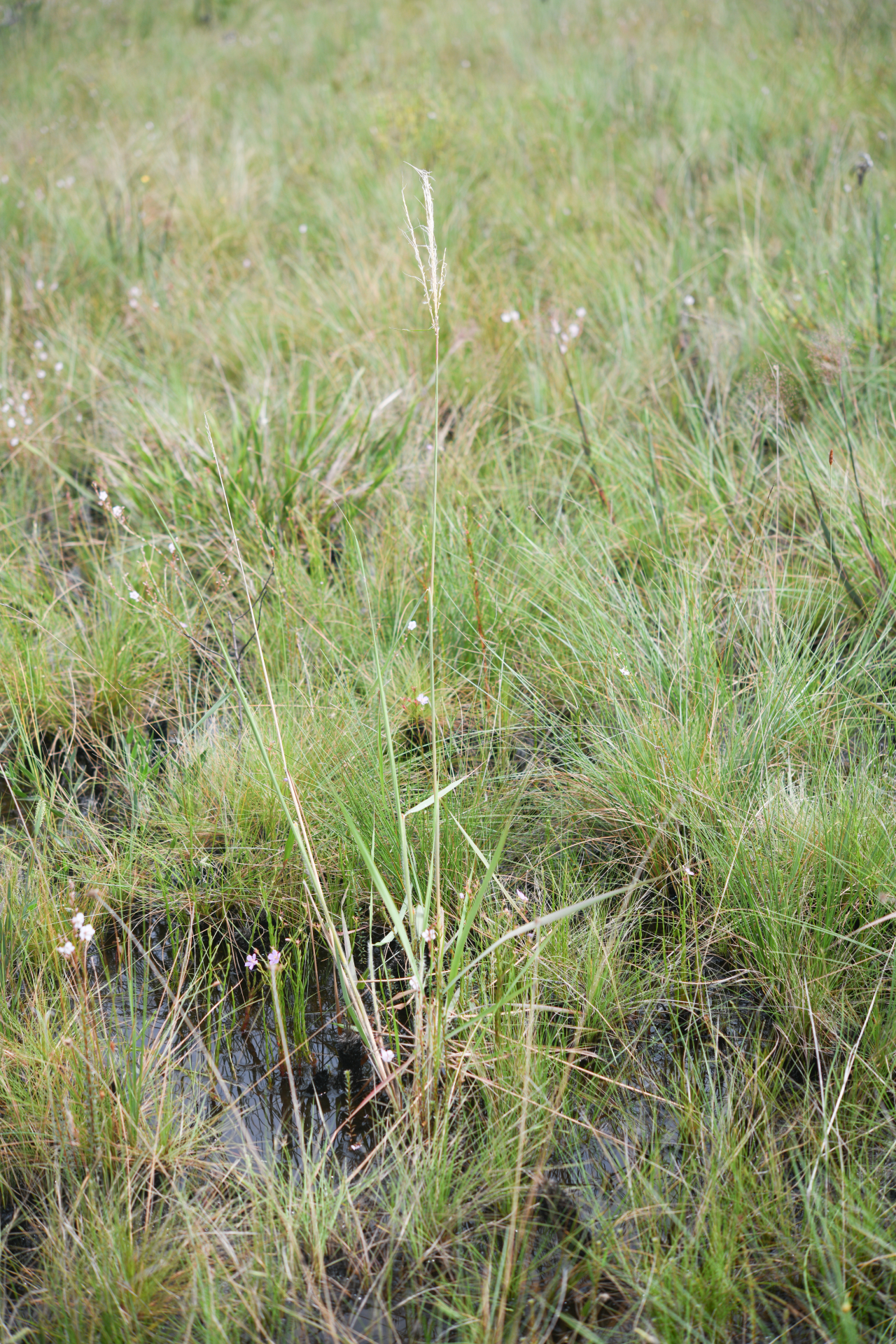 Trachypogon spicatus (L.f.) Kuntze - Photo Bivouac Naturaliste