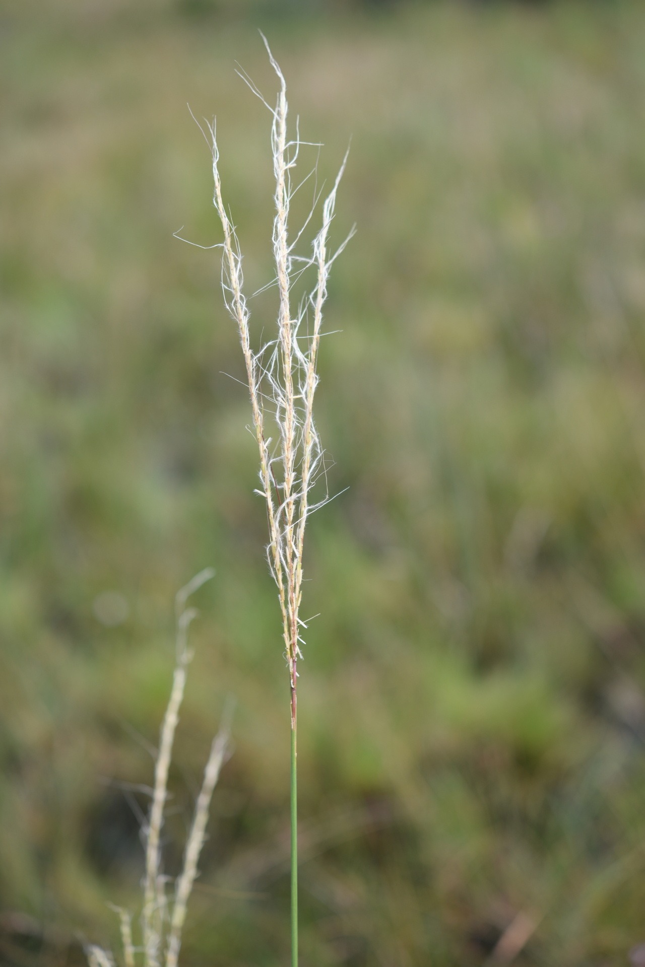 Trachypogon spicatus (L.f.) Kuntze - Photo Bivouac Naturaliste
