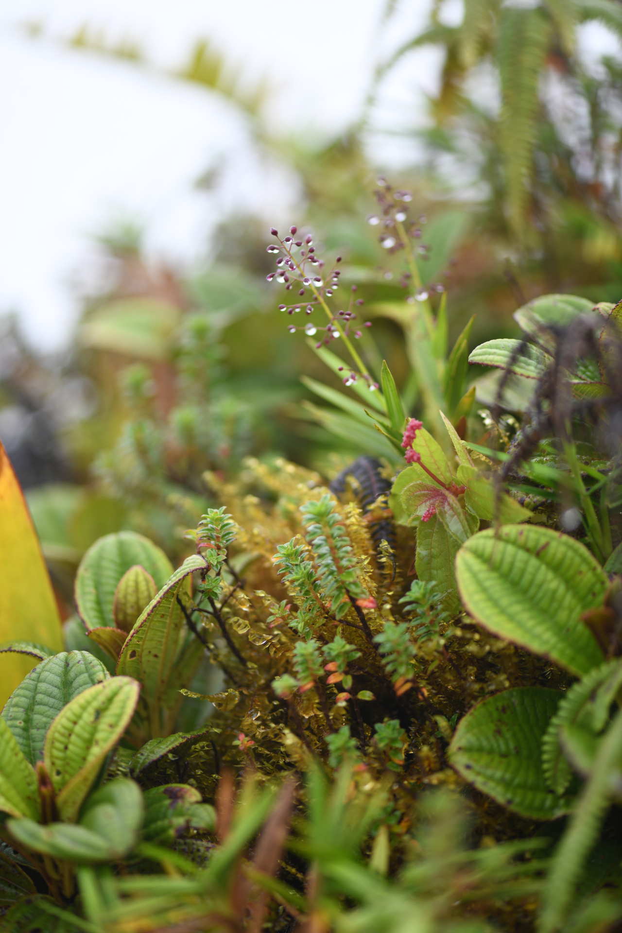 Isachne rigidifolia (Poir.) Urb. - Photo Bivouac Naturaliste