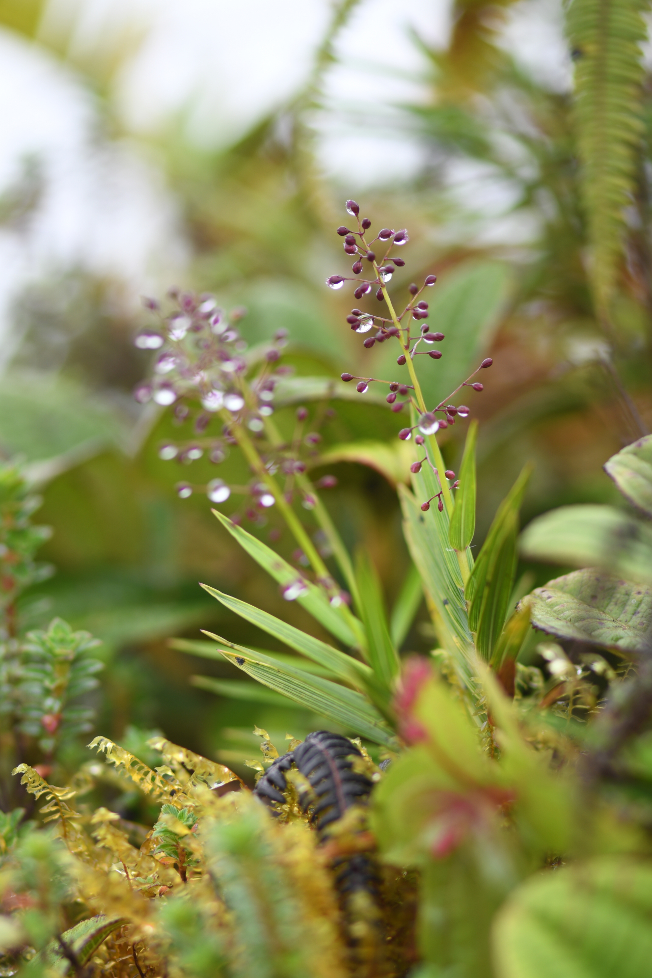 Isachne rigidifolia (Poir.) Urb. - Photo Bivouac Naturaliste
