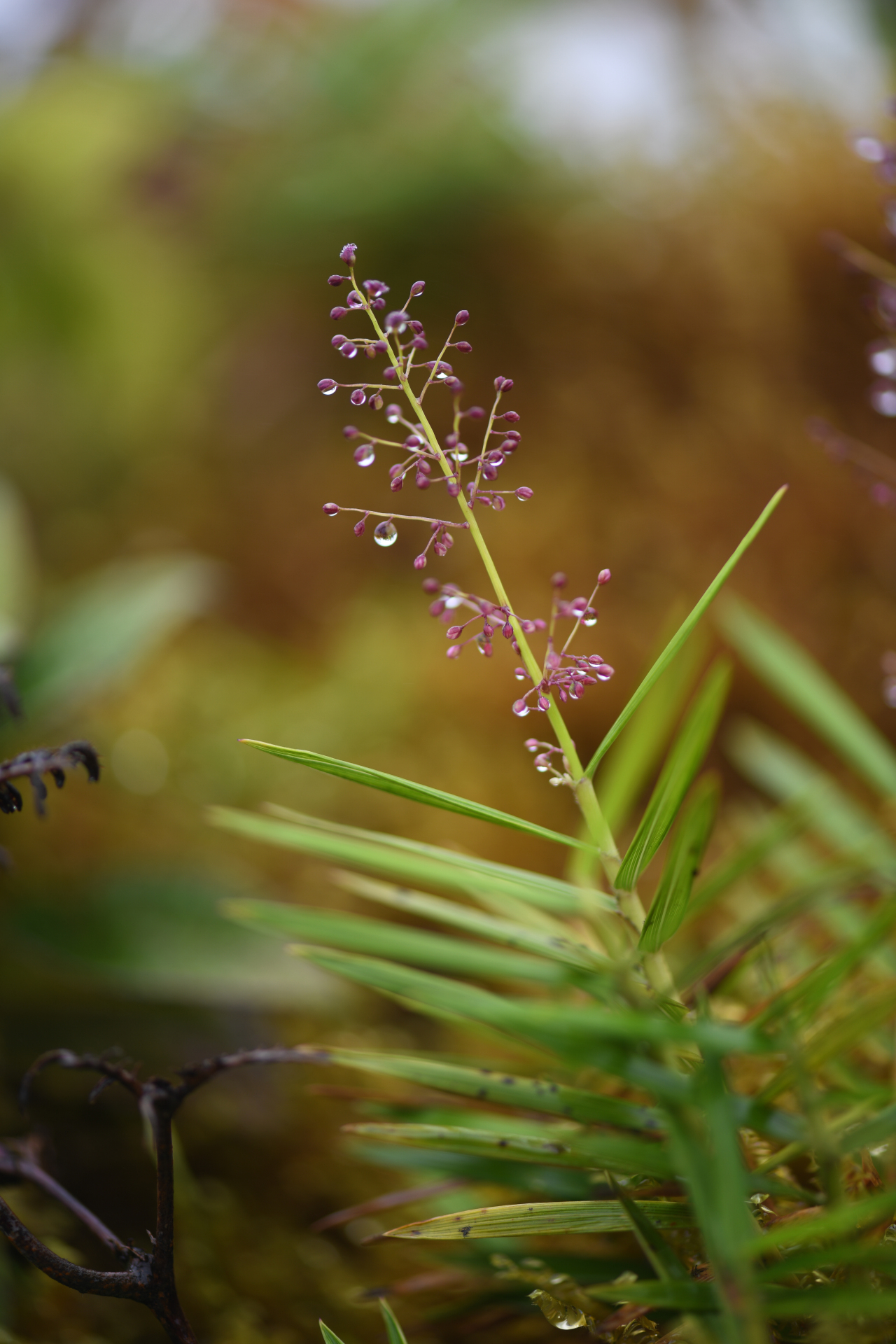 Isachne rigidifolia (Poir.) Urb. - Photo Bivouac Naturaliste