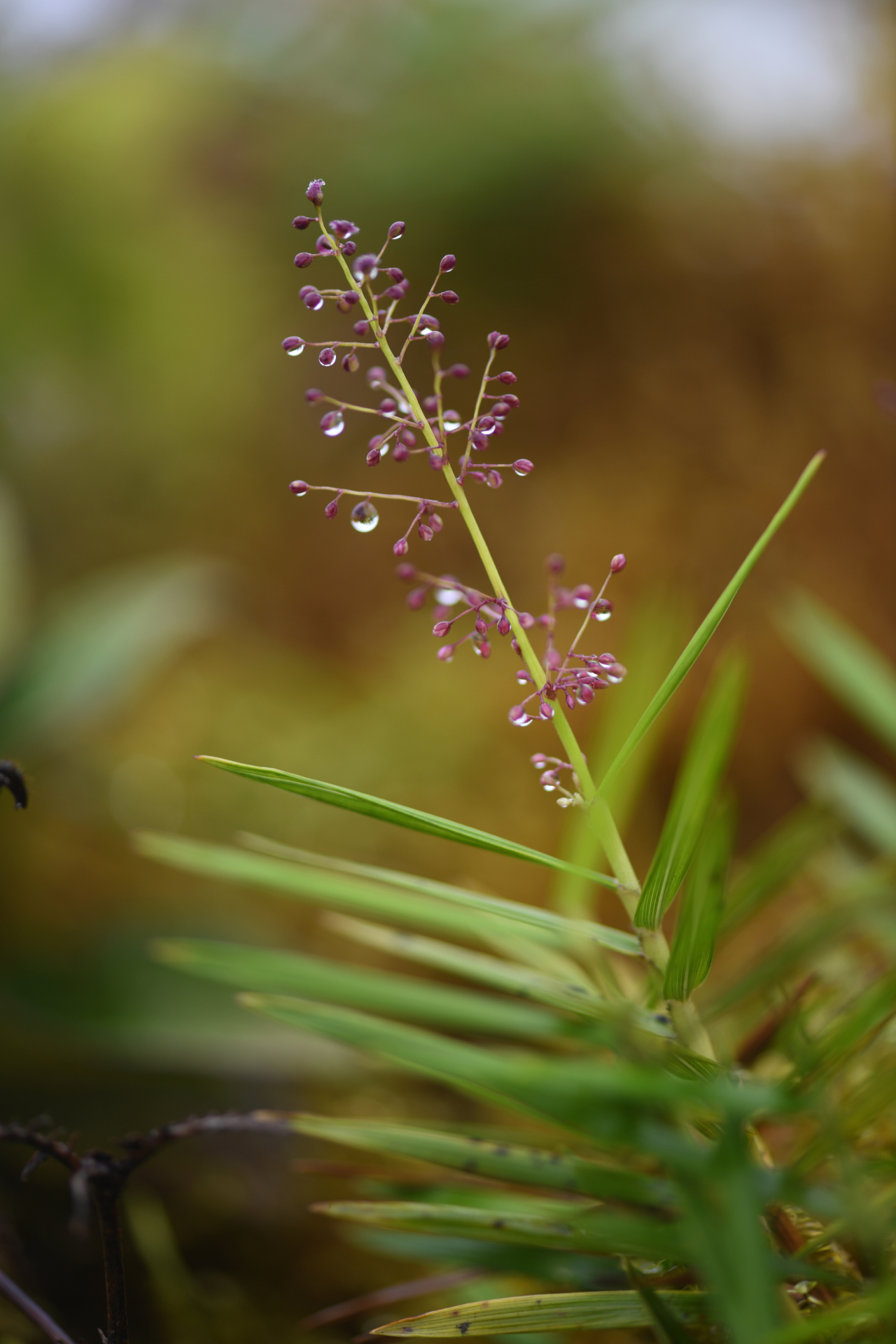 Isachne rigidifolia (Poir.) Urb. - Photo Bivouac Naturaliste