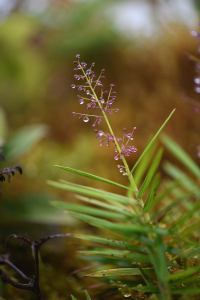 Isachne rigidifolia (Poir.) Urb.