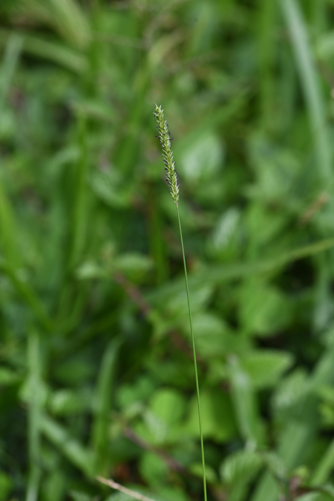 Sacciolepis indica (L.) Chase - Photo Bivouac Naturaliste