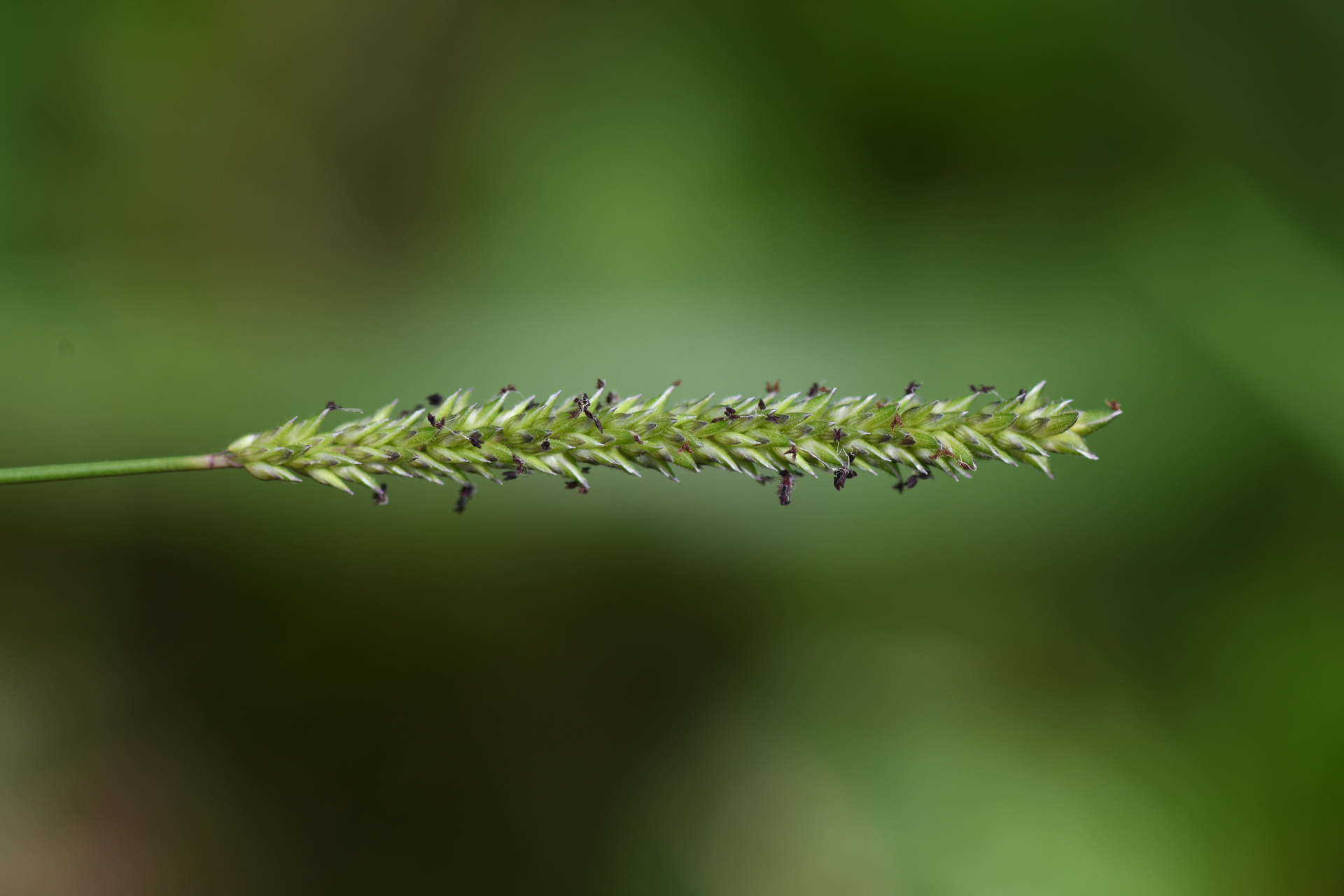Sacciolepis indica (L.) Chase - Photo Bivouac Naturaliste