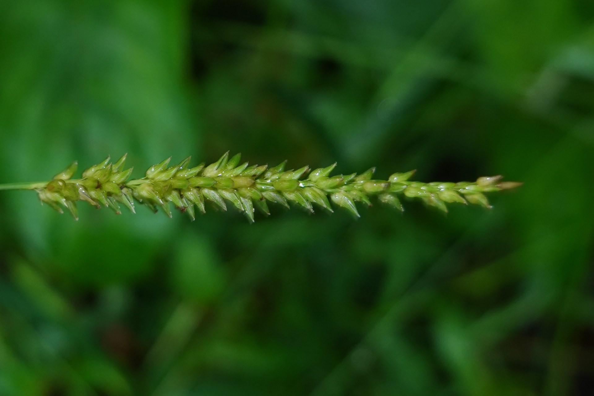 Sacciolepis indica (L.) Chase - Photo Bivouac Naturaliste