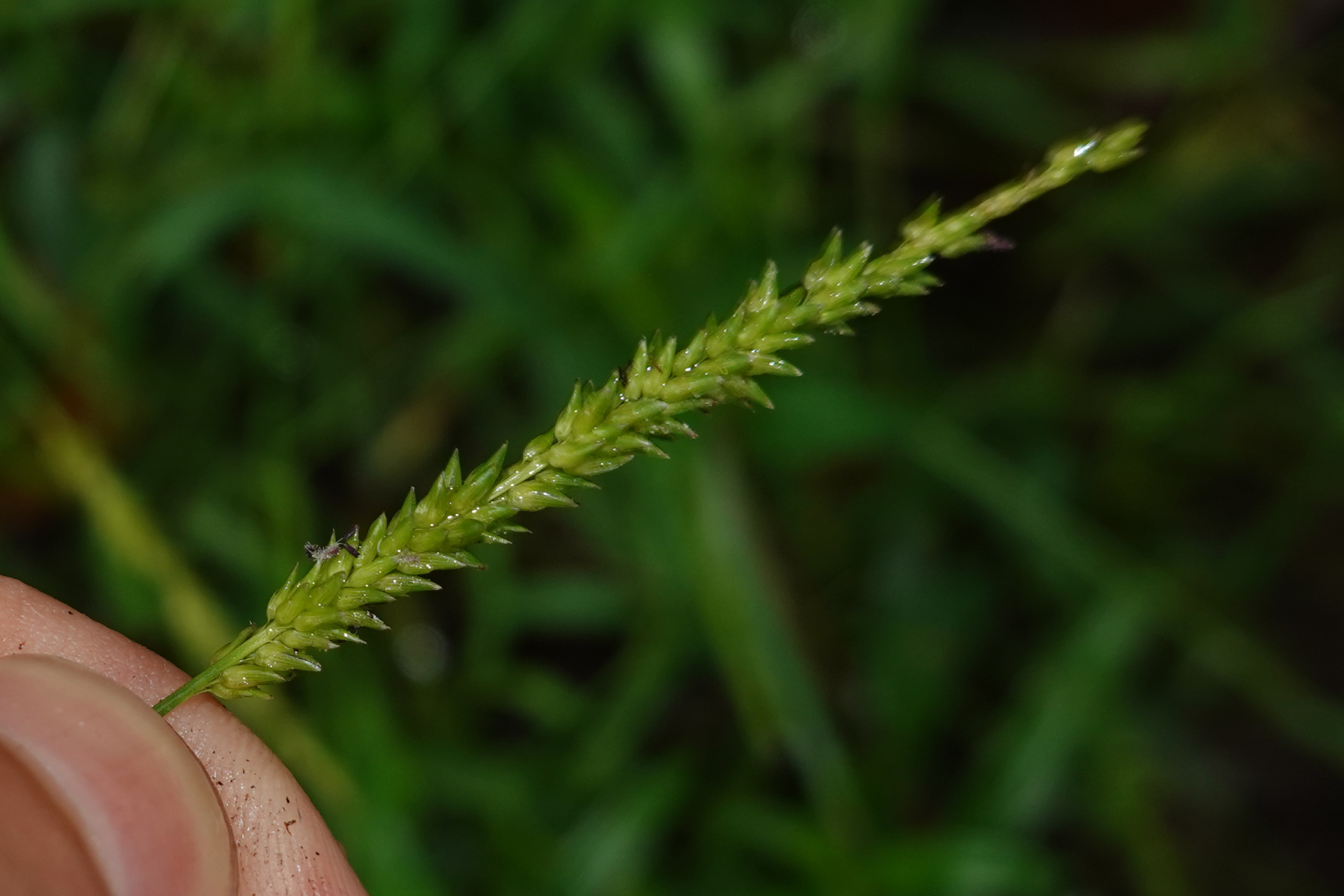 Sacciolepis indica (L.) Chase - Photo Bivouac Naturaliste