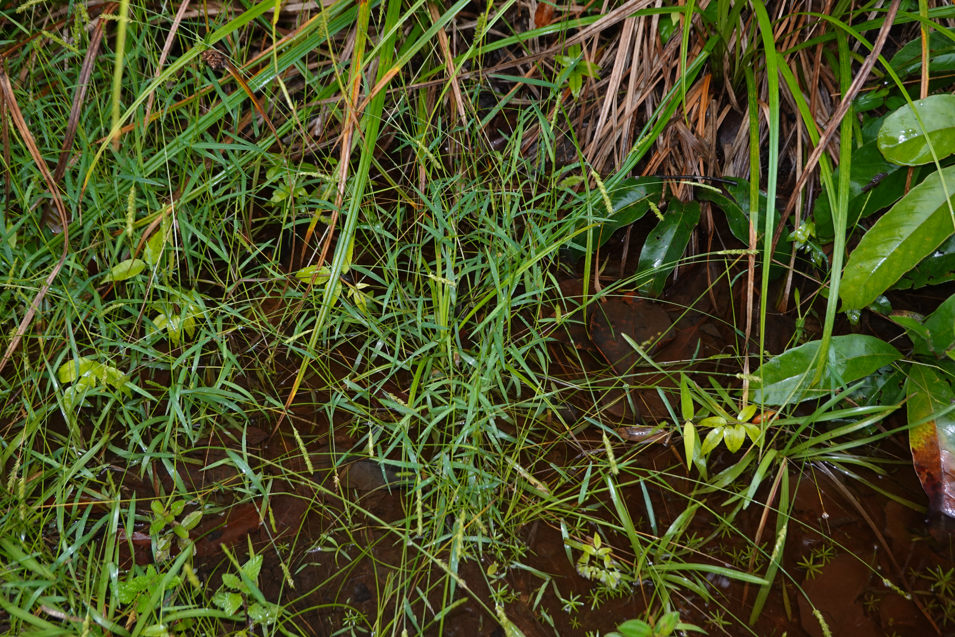 Sacciolepis indica (L.) Chase - Photo Bivouac Naturaliste