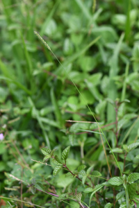 Sacciolepis indica (L.) Chase