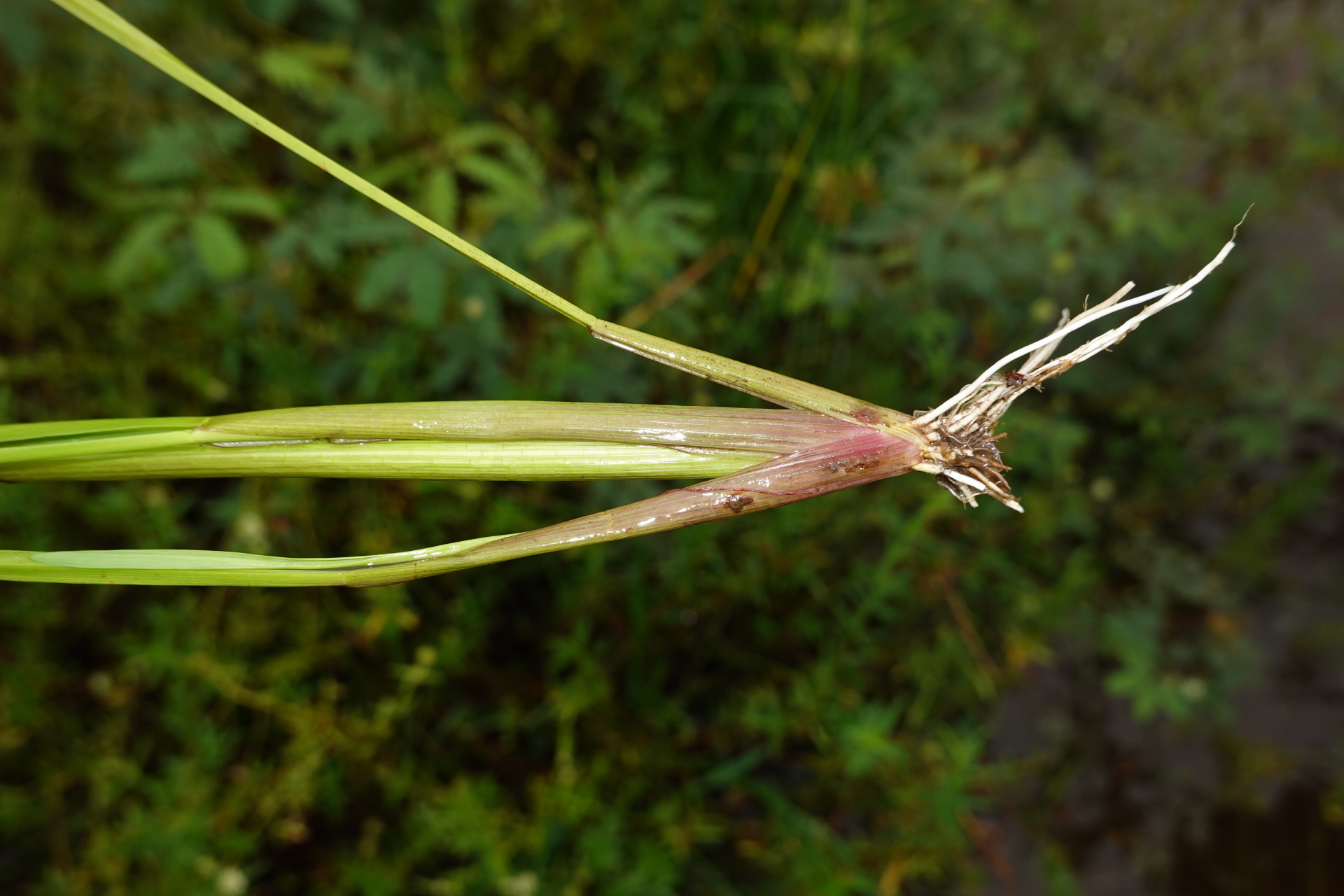 Sacciolepis vilvoides (Trin.) Chase - Photo Bivouac Naturaliste