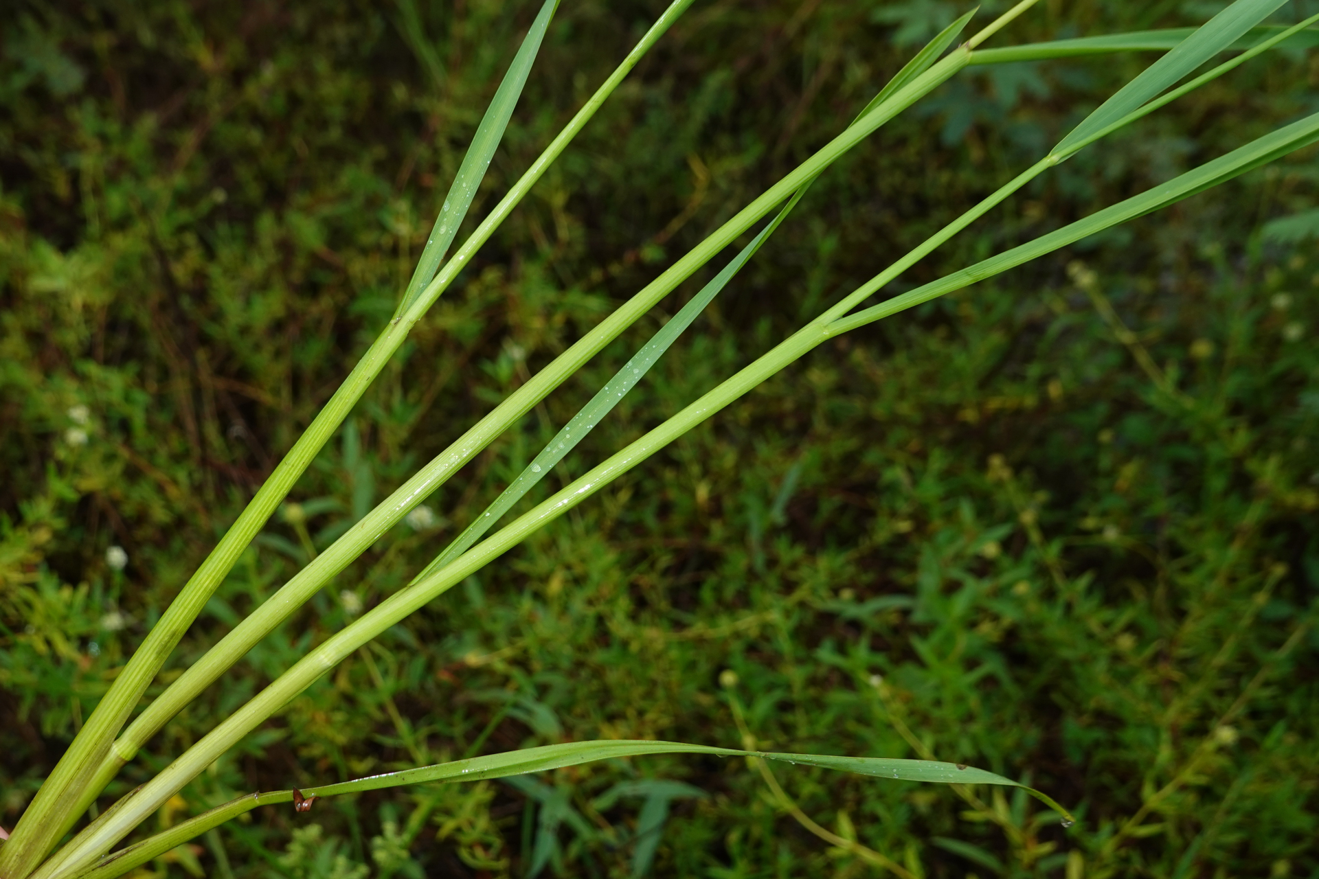 Sacciolepis vilvoides (Trin.) Chase - Photo Bivouac Naturaliste