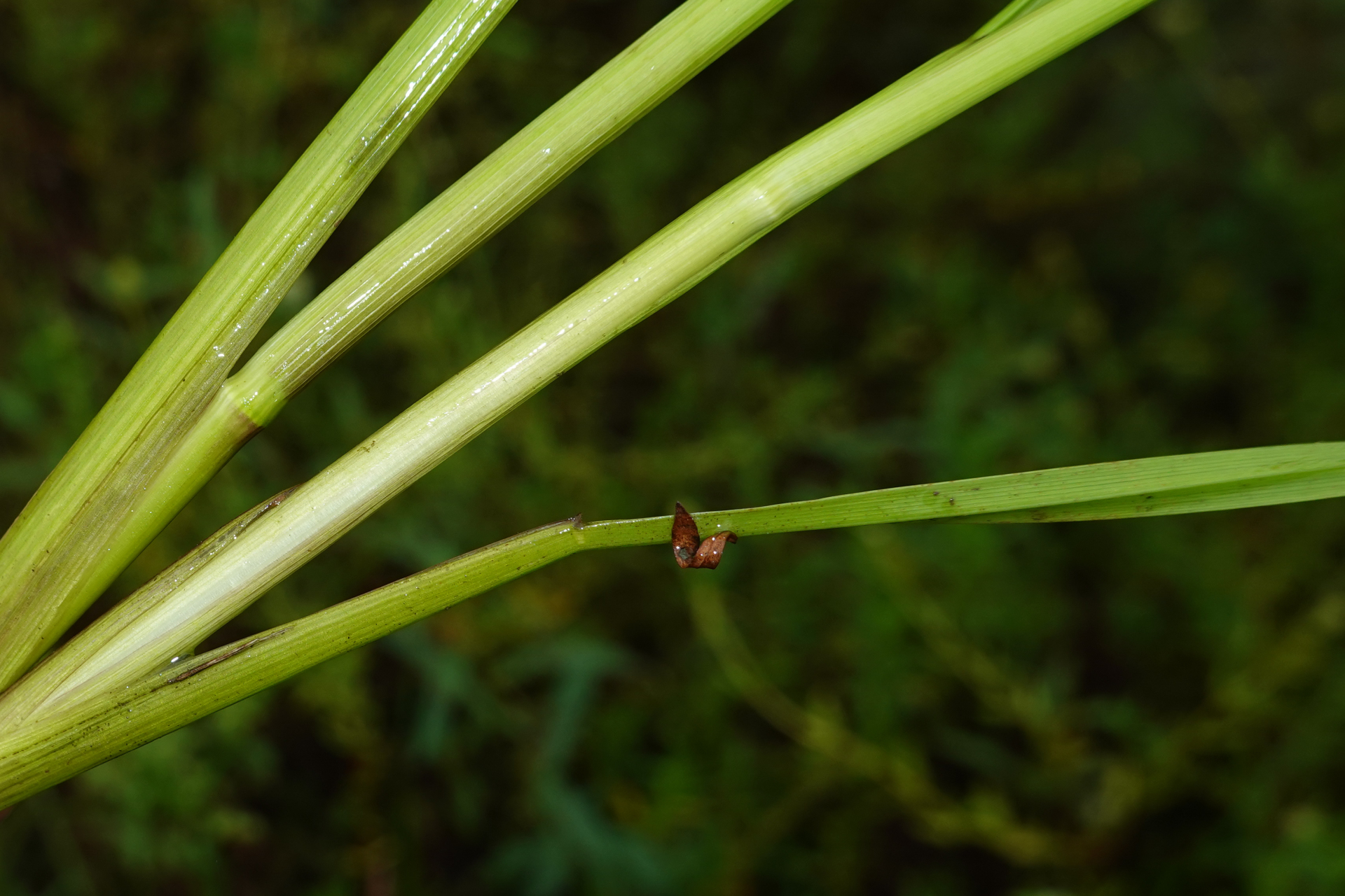 Sacciolepis vilvoides (Trin.) Chase - Photo Bivouac Naturaliste