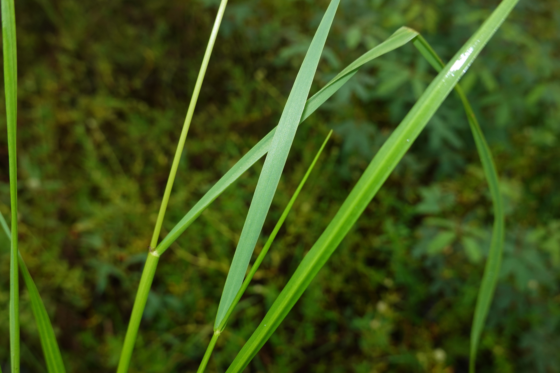 Sacciolepis vilvoides (Trin.) Chase - Photo Bivouac Naturaliste