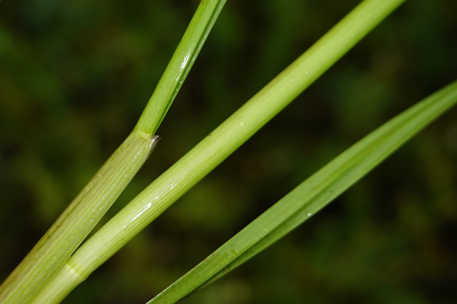 Sacciolepis vilvoides (Trin.) Chase - Photo Bivouac Naturaliste