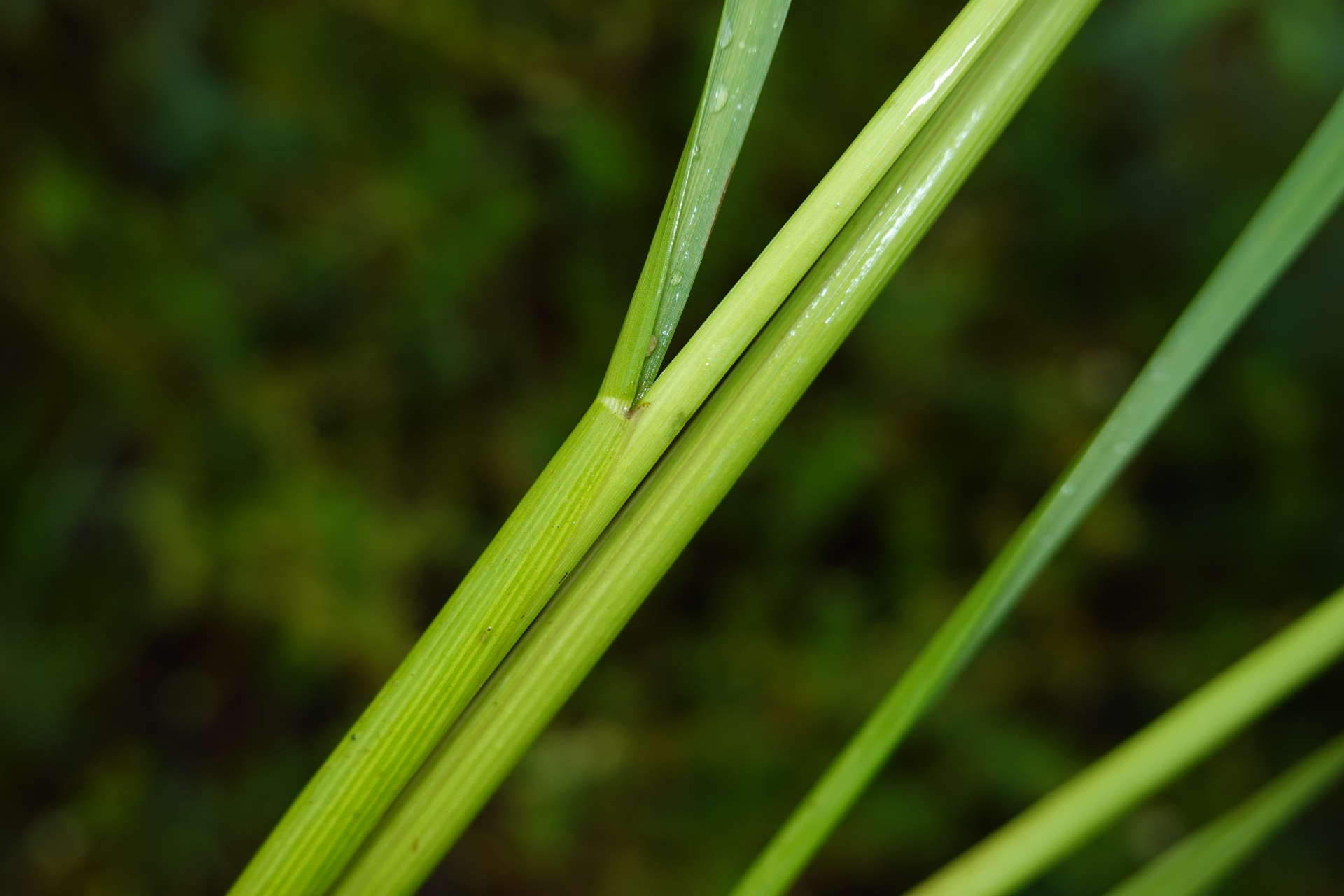 Sacciolepis vilvoides (Trin.) Chase - Photo Bivouac Naturaliste
