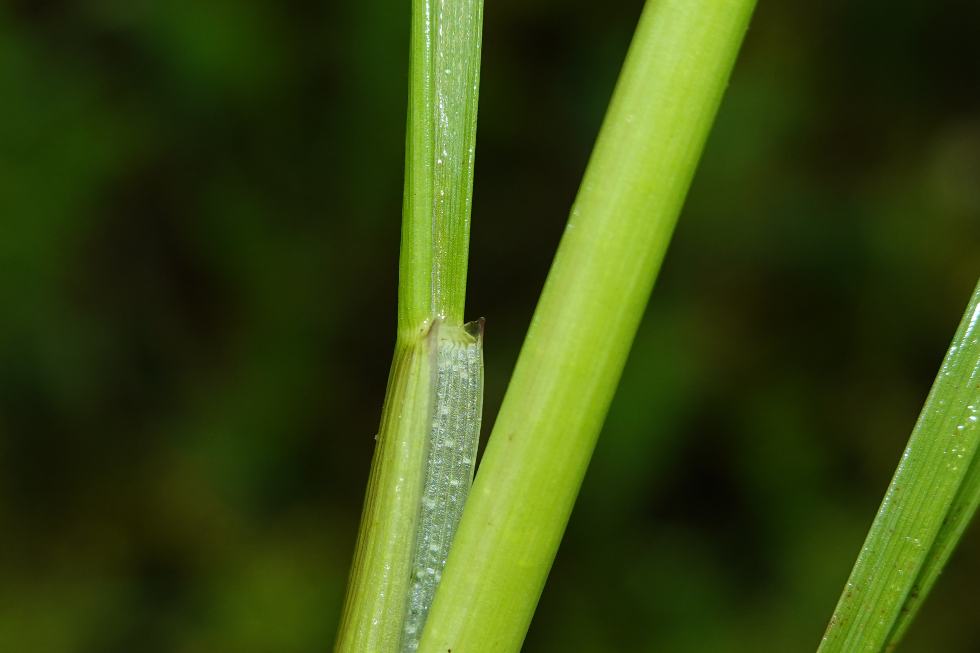 Sacciolepis vilvoides (Trin.) Chase - Photo Bivouac Naturaliste