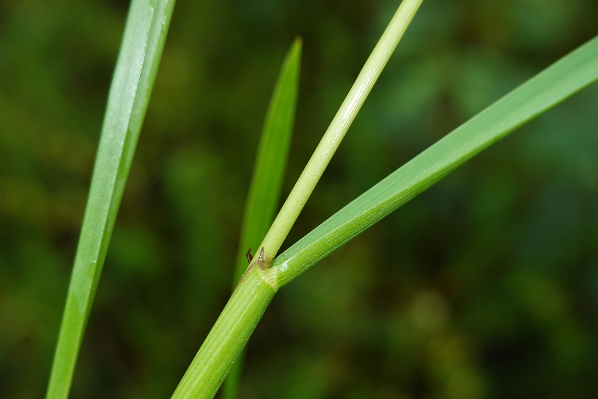 Sacciolepis vilvoides (Trin.) Chase - Photo Bivouac Naturaliste