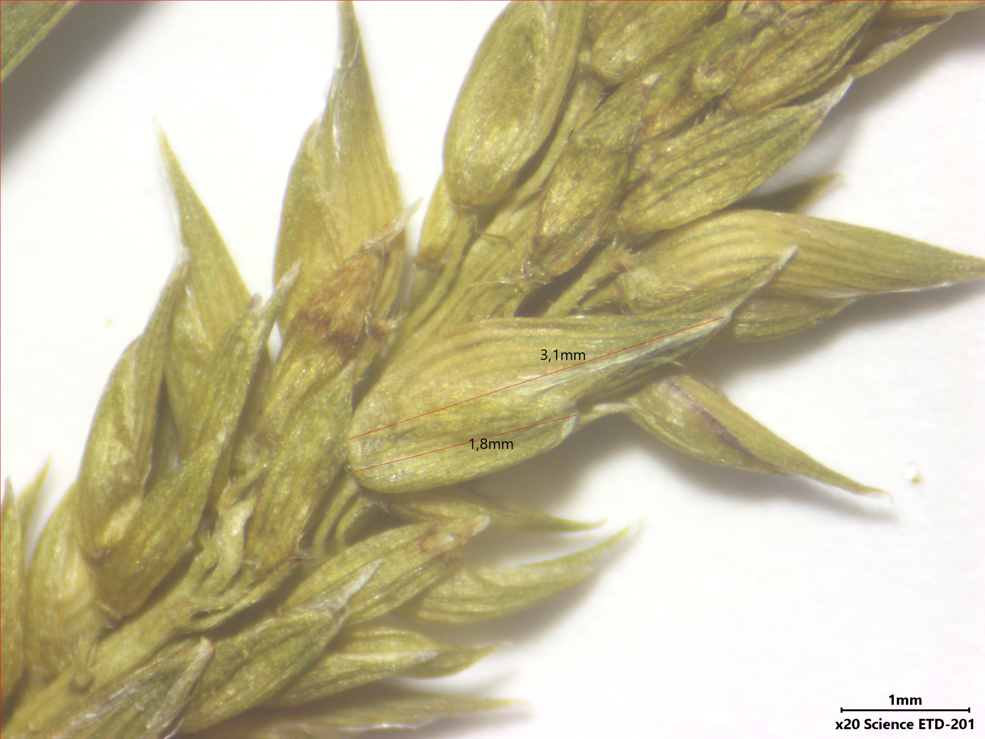 Sacciolepis vilvoides (Trin.) Chase - Photo Bivouac Naturaliste