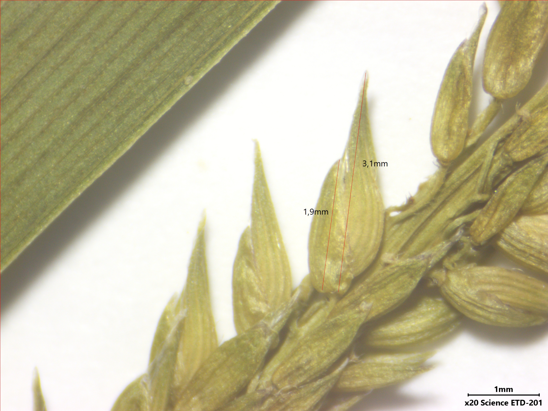 Sacciolepis vilvoides (Trin.) Chase - Photo Bivouac Naturaliste