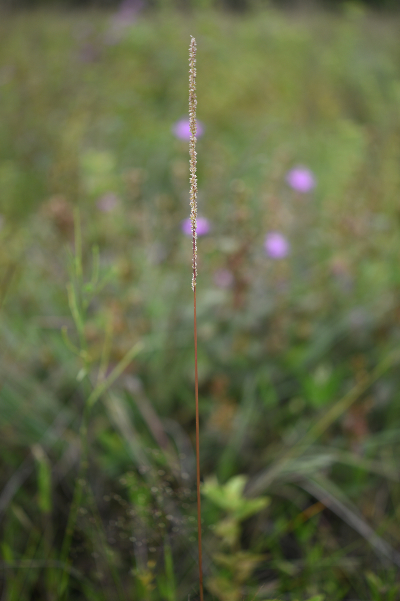 Sacciolepis myuros (Lam.) Chase - Photo Bivouac Naturaliste
