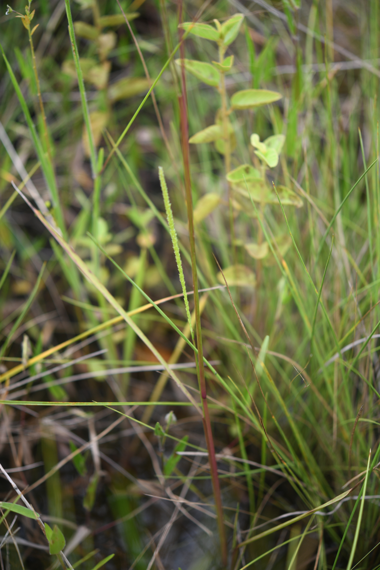 Sacciolepis myuros (Lam.) Chase - Photo Bivouac Naturaliste