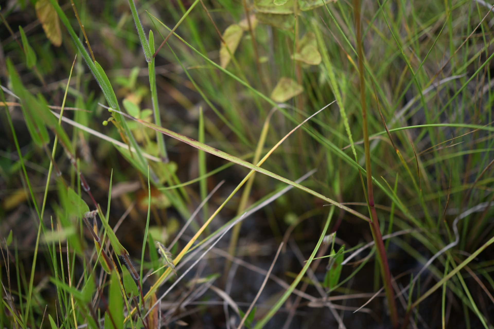 Sacciolepis myuros (Lam.) Chase - Photo Bivouac Naturaliste